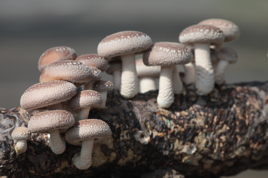 速凍香菇 速凍蘑菇是将新鮮的蘑菇急驟降溫而速凍成的蘑菇，由于急驟速凍，故保持了新鮮蘑菇的許多營養成分(fēn)。